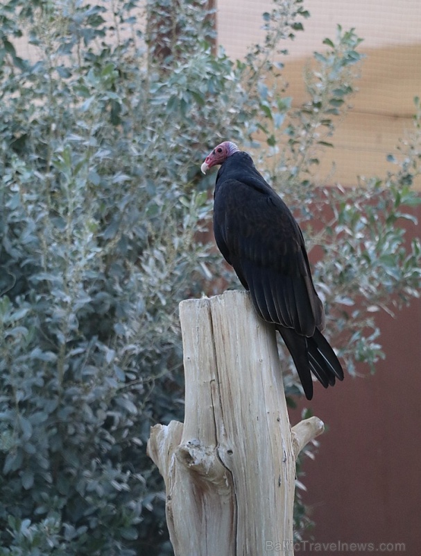 Travelnews.lv apmeklē plēsējputnu centru «Kalba Bird of Prey Centre» Šārdžas emirātā. Atbalsta: VisitSharjah.com un Novatours.lv Travelnews.lv apmeklē plēsējputnu centru «Kalba Bird of Prey Centre» Šārdžas emirātā. Atbalsta: VisitSharjah.com un Novatours.lv 269431