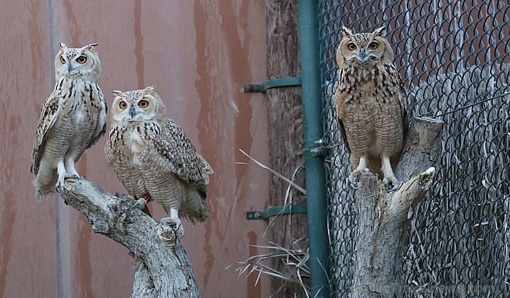 Travelnews.lv apmeklē plēsējputnu centru «Kalba Bird of Prey Centre» Šārdžas emirātā. Atbalsta: VisitSharjah.com un Novatours.lv Travelnews.lv apmeklē plēsējputnu centru «Kalba Bird of Prey Centre» Šārdžas emirātā. Atbalsta: VisitSharjah.com un Novatours.lv 269432