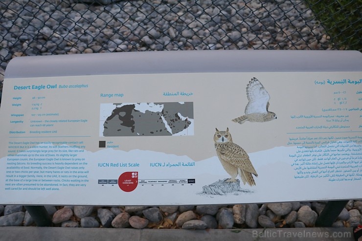 Travelnews.lv apmeklē plēsējputnu centru «Kalba Bird of Prey Centre» Šārdžas emirātā. Atbalsta: VisitSharjah.com un Novatours.lv Travelnews.lv apmeklē plēsējputnu centru «Kalba Bird of Prey Centre» Šārdžas emirātā. Atbalsta: VisitSharjah.com un Novatours.lv 269433