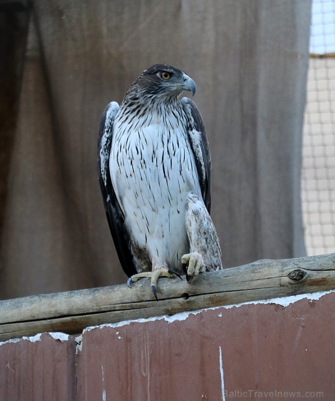 Travelnews.lv apmeklē plēsējputnu centru «Kalba Bird of Prey Centre» Šārdžas emirātā. Atbalsta: VisitSharjah.com un Novatours.lv Travelnews.lv apmeklē plēsējputnu centru «Kalba Bird of Prey Centre» Šārdžas emirātā. Atbalsta: VisitSharjah.com un Novatours.lv 269434