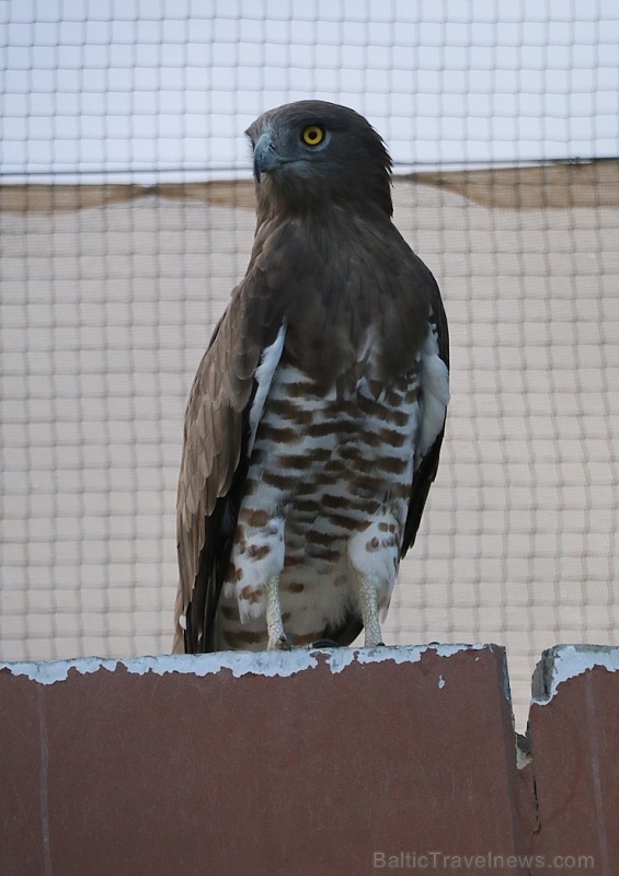 Travelnews.lv apmeklē plēsējputnu centru «Kalba Bird of Prey Centre» Šārdžas emirātā. Atbalsta: VisitSharjah.com un Novatours.lv Travelnews.lv apmeklē plēsējputnu centru «Kalba Bird of Prey Centre» Šārdžas emirātā. Atbalsta: VisitSharjah.com un Novatours.lv 269435
