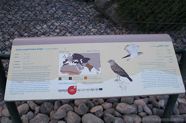 Travelnews.lv apmeklē plēsējputnu centru «Kalba Bird of Prey Centre» Šārdžas emirātā. Atbalsta: VisitSharjah.com un Novatours.lv Travelnews.lv apmeklē plēsējputnu centru «Kalba Bird of Prey Centre» Šārdžas emirātā. Atbalsta: VisitSharjah.com un Novatours.lv 269436
