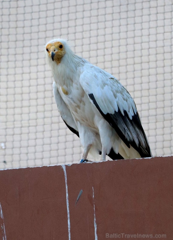 Travelnews.lv apmeklē plēsējputnu centru «Kalba Bird of Prey Centre» Šārdžas emirātā. Atbalsta: VisitSharjah.com un Novatours.lv Travelnews.lv apmeklē plēsējputnu centru «Kalba Bird of Prey Centre» Šārdžas emirātā. Atbalsta: VisitSharjah.com un Novatours.lv 269437