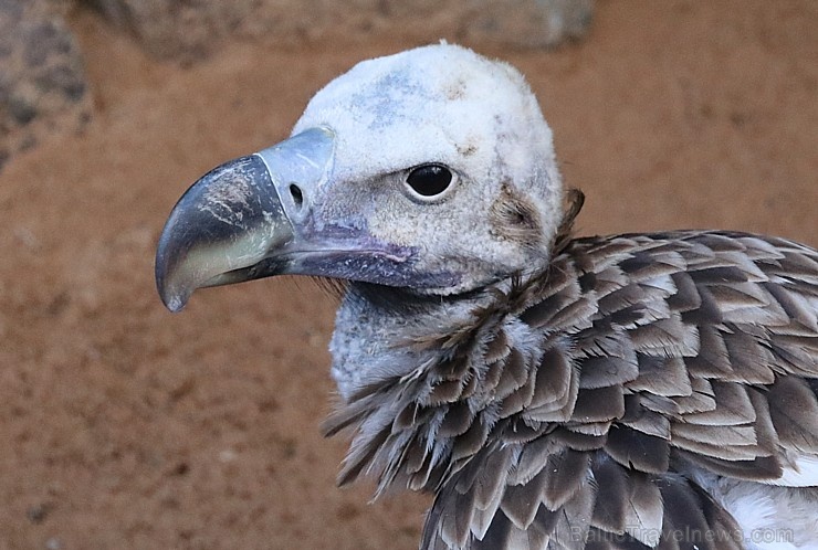 Travelnews.lv apmeklē plēsējputnu centru «Kalba Bird of Prey Centre» Šārdžas emirātā. Atbalsta: VisitSharjah.com un Novatours.lv Travelnews.lv apmeklē plēsējputnu centru «Kalba Bird of Prey Centre» Šārdžas emirātā. Atbalsta: VisitSharjah.com un Novatours.lv 269438