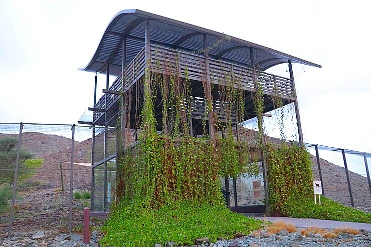 Travelnews.lv apmeklē dabas aizsardzības centru «Al Hefaiyah Mountain Conservation Centre». Atbalsta: VisitSharjah.com un Novatours.lv Travelnews.lv apmeklē dabas aizsardzības centru «Al Hefaiyah Mountain Conservation Centre». Atbalsta: VisitSharjah.com un Novatours.lv 269722