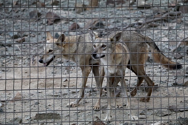 Travelnews.lv apmeklē dabas aizsardzības centru «Al Hefaiyah Mountain Conservation Centre». Atbalsta: VisitSharjah.com un Novatours.lv Travelnews.lv apmeklē dabas aizsardzības centru «Al Hefaiyah Mountain Conservation Centre». Atbalsta: VisitSharjah.com un Novatours.lv 269726