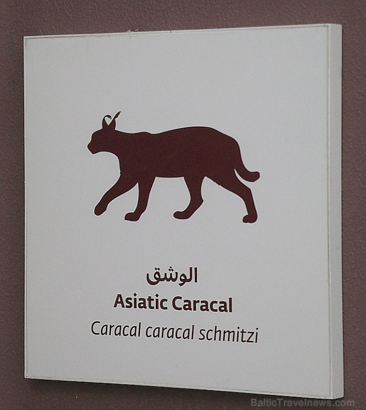 Travelnews.lv apmeklē dabas aizsardzības centru «Al Hefaiyah Mountain Conservation Centre». Atbalsta: VisitSharjah.com un Novatours.lv Travelnews.lv apmeklē dabas aizsardzības centru «Al Hefaiyah Mountain Conservation Centre». Atbalsta: VisitSharjah.com un Novatours.lv 269729