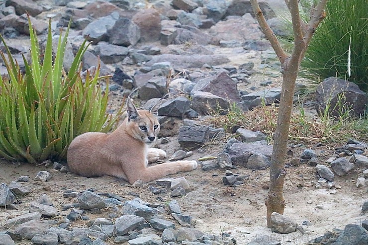 Travelnews.lv apmeklē dabas aizsardzības centru «Al Hefaiyah Mountain Conservation Centre». Atbalsta: VisitSharjah.com un Novatours.lv Travelnews.lv apmeklē dabas aizsardzības centru «Al Hefaiyah Mountain Conservation Centre». Atbalsta: VisitSharjah.com un Novatours.lv 269730