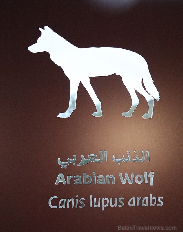 Travelnews.lv apmeklē dabas aizsardzības centru «Al Hefaiyah Mountain Conservation Centre». Atbalsta: VisitSharjah.com un Novatours.lv Travelnews.lv apmeklē dabas aizsardzības centru «Al Hefaiyah Mountain Conservation Centre». Atbalsta: VisitSharjah.com un Novatours.lv 269732