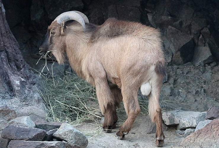 Travelnews.lv apmeklē dabas aizsardzības centru «Al Hefaiyah Mountain Conservation Centre». Atbalsta: VisitSharjah.com un Novatours.lv Travelnews.lv apmeklē dabas aizsardzības centru «Al Hefaiyah Mountain Conservation Centre». Atbalsta: VisitSharjah.com un Novatours.lv 269740