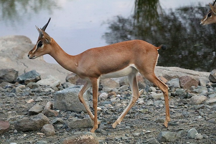 Travelnews.lv apmeklē dabas aizsardzības centru «Al Hefaiyah Mountain Conservation Centre». Atbalsta: VisitSharjah.com un Novatours.lv Travelnews.lv apmeklē dabas aizsardzības centru «Al Hefaiyah Mountain Conservation Centre». Atbalsta: VisitSharjah.com un Novatours.lv 269741