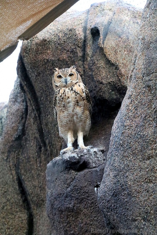 Travelnews.lv apmeklē dabas aizsardzības centru «Al Hefaiyah Mountain Conservation Centre». Atbalsta: VisitSharjah.com un Novatours.lv Travelnews.lv apmeklē dabas aizsardzības centru «Al Hefaiyah Mountain Conservation Centre». Atbalsta: VisitSharjah.com un Novatours.lv 269742