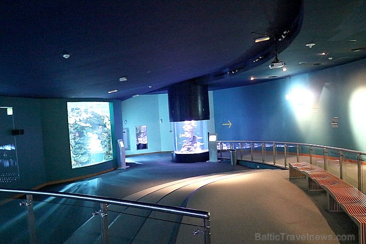 Travelnews.lv apmeklē zemūdens pasauli «Sharjah Aquarium». Atbalsta: VisitSharjah.com un Novatours.lv Travelnews.lv apmeklē zemūdens pasauli «Sharjah Aquarium». Atbalsta: VisitSharjah.com un Novatours.lv 272952