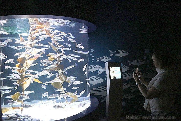 Travelnews.lv apmeklē zemūdens pasauli «Sharjah Aquarium». Atbalsta: VisitSharjah.com un Novatours.lv Travelnews.lv apmeklē zemūdens pasauli «Sharjah Aquarium». Atbalsta: VisitSharjah.com un Novatours.lv 272954