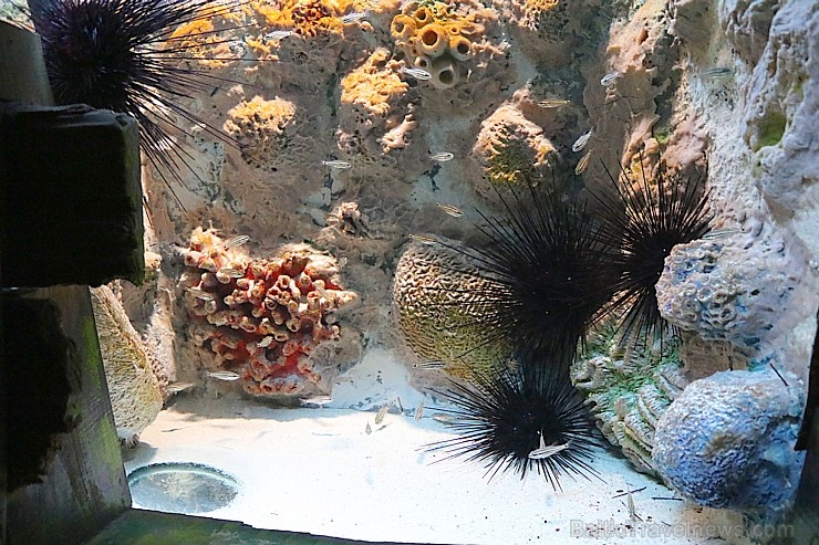 Travelnews.lv apmeklē zemūdens pasauli «Sharjah Aquarium». Atbalsta: VisitSharjah.com un Novatours.lv Travelnews.lv apmeklē zemūdens pasauli «Sharjah Aquarium». Atbalsta: VisitSharjah.com un Novatours.lv 272956