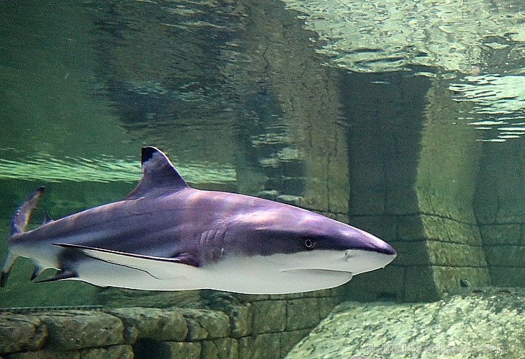 Travelnews.lv apmeklē zemūdens pasauli «Sharjah Aquarium». Atbalsta: VisitSharjah.com un Novatours.lv Travelnews.lv apmeklē zemūdens pasauli «Sharjah Aquarium». Atbalsta: VisitSharjah.com un Novatours.lv 272957