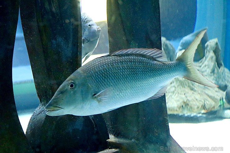 Travelnews.lv apmeklē zemūdens pasauli «Sharjah Aquarium». Atbalsta: VisitSharjah.com un Novatours.lv Travelnews.lv apmeklē zemūdens pasauli «Sharjah Aquarium». Atbalsta: VisitSharjah.com un Novatours.lv 272960