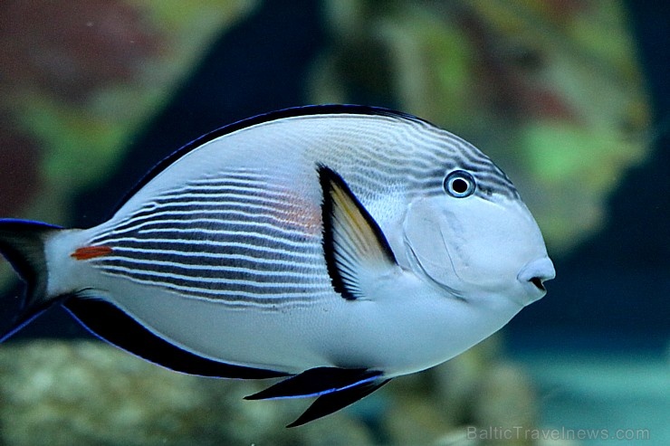 Travelnews.lv apmeklē zemūdens pasauli «Sharjah Aquarium». Atbalsta: VisitSharjah.com un Novatours.lv Travelnews.lv apmeklē zemūdens pasauli «Sharjah Aquarium». Atbalsta: VisitSharjah.com un Novatours.lv 272961