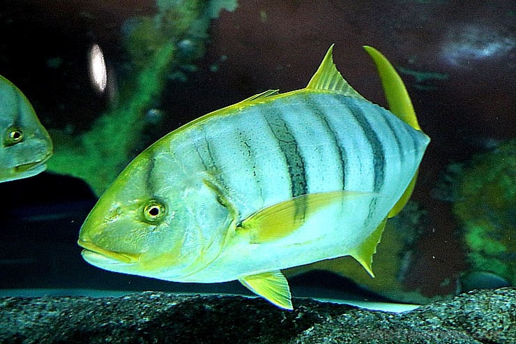 Travelnews.lv apmeklē zemūdens pasauli «Sharjah Aquarium». Atbalsta: VisitSharjah.com un Novatours.lv Travelnews.lv apmeklē zemūdens pasauli «Sharjah Aquarium». Atbalsta: VisitSharjah.com un Novatours.lv 272962