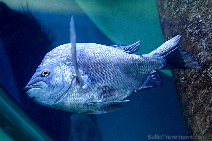 Travelnews.lv apmeklē zemūdens pasauli «Sharjah Aquarium». Atbalsta: VisitSharjah.com un Novatours.lv Travelnews.lv apmeklē zemūdens pasauli «Sharjah Aquarium». Atbalsta: VisitSharjah.com un Novatours.lv 272963