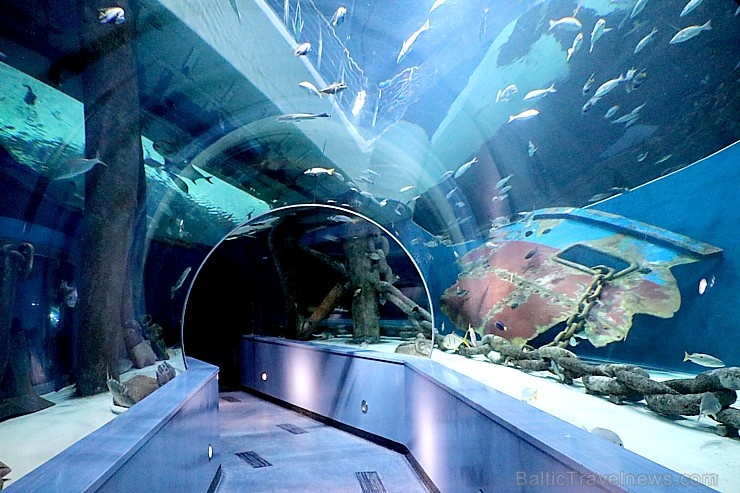 Travelnews.lv apmeklē zemūdens pasauli «Sharjah Aquarium». Atbalsta: VisitSharjah.com un Novatours.lv Travelnews.lv apmeklē zemūdens pasauli «Sharjah Aquarium». Atbalsta: VisitSharjah.com un Novatours.lv 272964