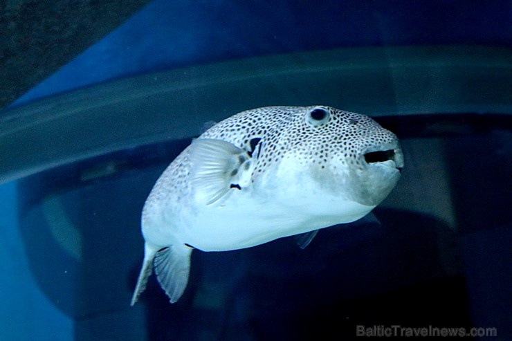 Travelnews.lv apmeklē zemūdens pasauli «Sharjah Aquarium». Atbalsta: VisitSharjah.com un Novatours.lv Travelnews.lv apmeklē zemūdens pasauli «Sharjah Aquarium». Atbalsta: VisitSharjah.com un Novatours.lv 272965