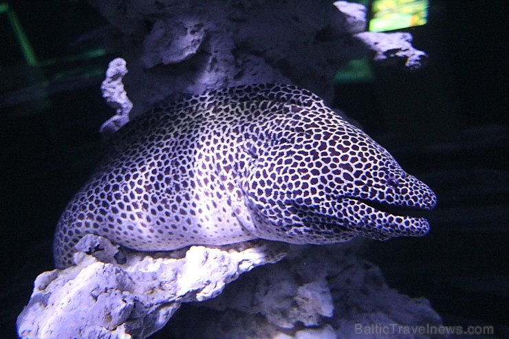 Travelnews.lv apmeklē zemūdens pasauli «Sharjah Aquarium». Atbalsta: VisitSharjah.com un Novatours.lv Travelnews.lv apmeklē zemūdens pasauli «Sharjah Aquarium». Atbalsta: VisitSharjah.com un Novatours.lv 272966