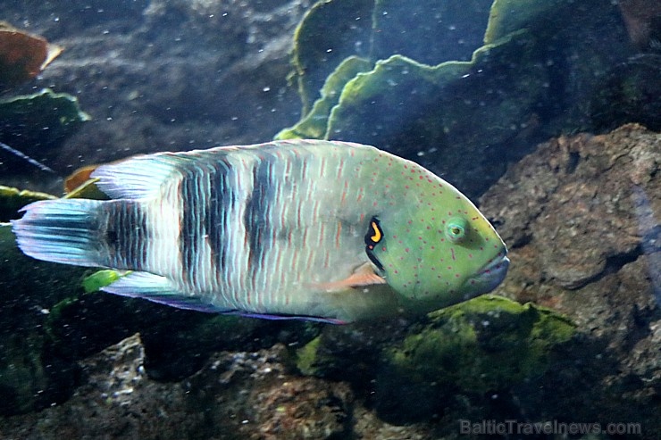 Travelnews.lv apmeklē zemūdens pasauli «Sharjah Aquarium». Atbalsta: VisitSharjah.com un Novatours.lv Travelnews.lv apmeklē zemūdens pasauli «Sharjah Aquarium». Atbalsta: VisitSharjah.com un Novatours.lv 272967
