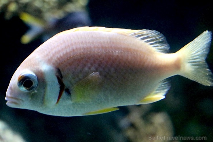 Travelnews.lv apmeklē zemūdens pasauli «Sharjah Aquarium». Atbalsta: VisitSharjah.com un Novatours.lv Travelnews.lv apmeklē zemūdens pasauli «Sharjah Aquarium». Atbalsta: VisitSharjah.com un Novatours.lv 272968