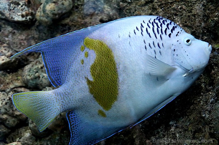 Travelnews.lv apmeklē zemūdens pasauli «Sharjah Aquarium». Atbalsta: VisitSharjah.com un Novatours.lv Travelnews.lv apmeklē zemūdens pasauli «Sharjah Aquarium». Atbalsta: VisitSharjah.com un Novatours.lv 272969