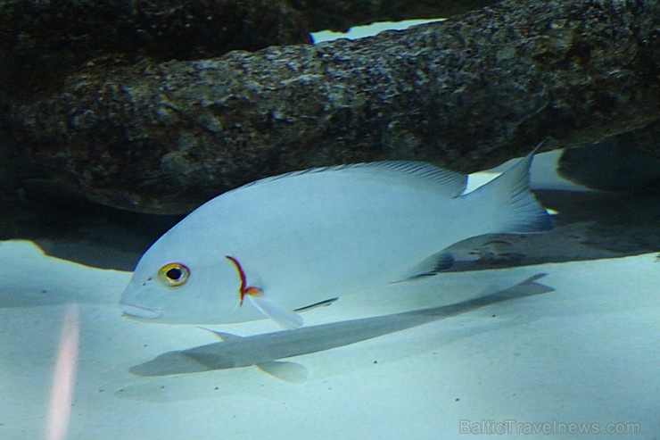 Travelnews.lv apmeklē zemūdens pasauli «Sharjah Aquarium». Atbalsta: VisitSharjah.com un Novatours.lv Travelnews.lv apmeklē zemūdens pasauli «Sharjah Aquarium». Atbalsta: VisitSharjah.com un Novatours.lv 272970