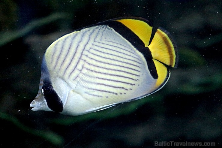 Travelnews.lv apmeklē zemūdens pasauli «Sharjah Aquarium». Atbalsta: VisitSharjah.com un Novatours.lv Travelnews.lv apmeklē zemūdens pasauli «Sharjah Aquarium». Atbalsta: VisitSharjah.com un Novatours.lv 272971