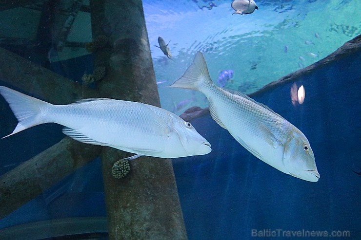 Travelnews.lv apmeklē zemūdens pasauli «Sharjah Aquarium». Atbalsta: VisitSharjah.com un Novatours.lv Travelnews.lv apmeklē zemūdens pasauli «Sharjah Aquarium». Atbalsta: VisitSharjah.com un Novatours.lv 272972