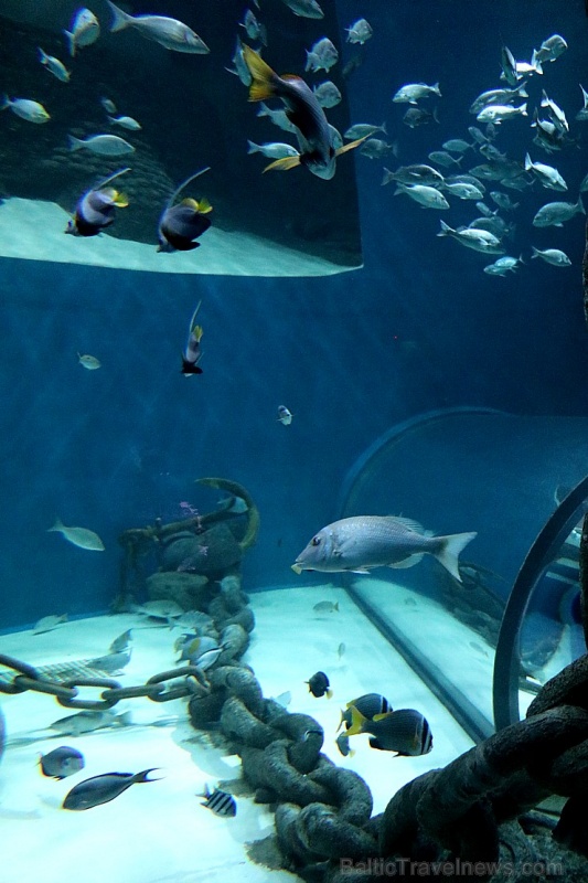 Travelnews.lv apmeklē zemūdens pasauli «Sharjah Aquarium». Atbalsta: VisitSharjah.com un Novatours.lv Travelnews.lv apmeklē zemūdens pasauli «Sharjah Aquarium». Atbalsta: VisitSharjah.com un Novatours.lv 272973