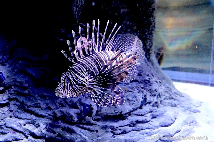 Travelnews.lv apmeklē zemūdens pasauli «Sharjah Aquarium». Atbalsta: VisitSharjah.com un Novatours.lv Travelnews.lv apmeklē zemūdens pasauli «Sharjah Aquarium». Atbalsta: VisitSharjah.com un Novatours.lv 272974