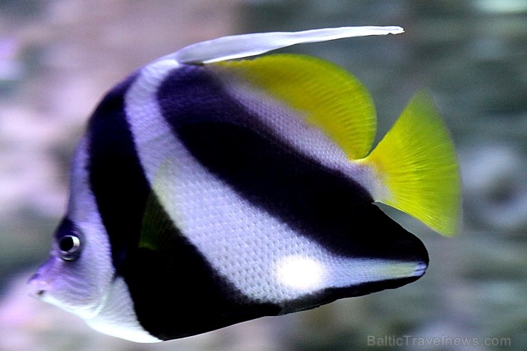 Travelnews.lv apmeklē zemūdens pasauli «Sharjah Aquarium». Atbalsta: VisitSharjah.com un Novatours.lv Travelnews.lv apmeklē zemūdens pasauli «Sharjah Aquarium». Atbalsta: VisitSharjah.com un Novatours.lv 272975