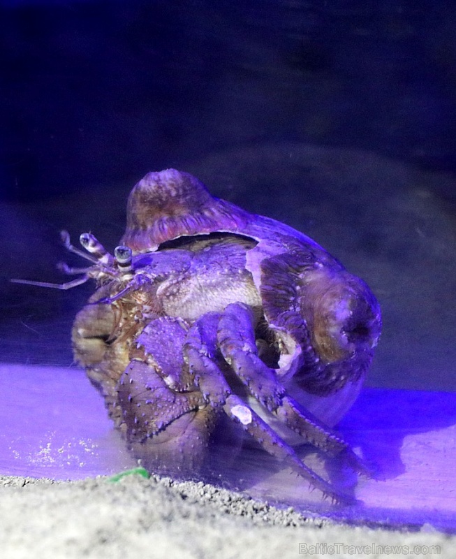 Travelnews.lv apmeklē zemūdens pasauli «Sharjah Aquarium». Atbalsta: VisitSharjah.com un Novatours.lv Travelnews.lv apmeklē zemūdens pasauli «Sharjah Aquarium». Atbalsta: VisitSharjah.com un Novatours.lv 272976