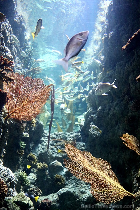 Travelnews.lv apmeklē zemūdens pasauli «Sharjah Aquarium». Atbalsta: VisitSharjah.com un Novatours.lv Travelnews.lv apmeklē zemūdens pasauli «Sharjah Aquarium». Atbalsta: VisitSharjah.com un Novatours.lv 272977