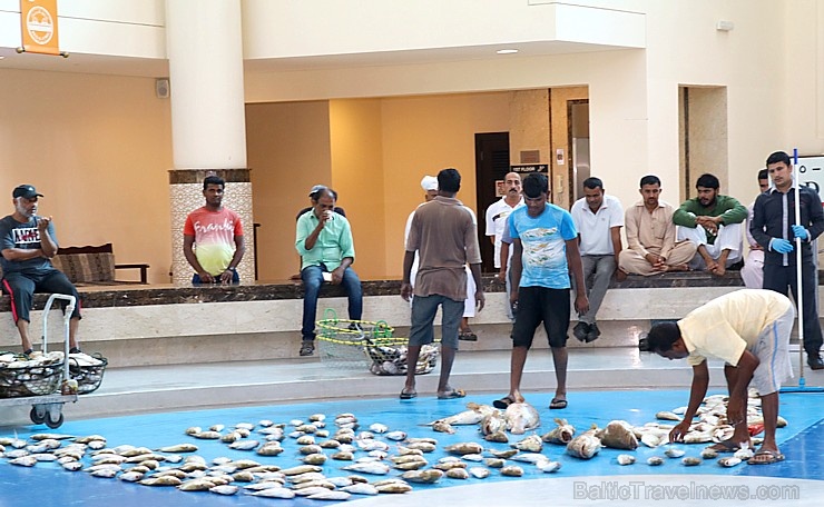 Travelnews.lv apmeklē Šārdžas zivju tirgus izsoli un ekskluzīvi iekļūst ostas zonā. Atbalsta: VisitSharjah.com un Novatours.lv Travelnews.lv apmeklē Šārdžas zivju tirgus izsoli un ekskluzīvi iekļūst ostas zonā. Atbalsta: VisitSharjah.com un Novatours.lv 273210