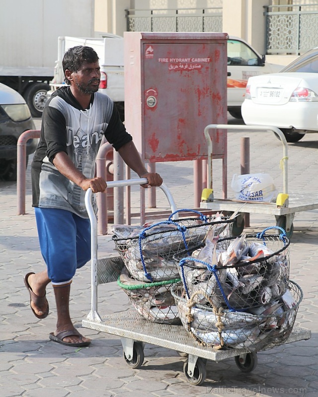 Travelnews.lv apmeklē Šārdžas zivju tirgus izsoli un ekskluzīvi iekļūst ostas zonā. Atbalsta: VisitSharjah.com un Novatours.lv Travelnews.lv apmeklē Šārdžas zivju tirgus izsoli un ekskluzīvi iekļūst ostas zonā. Atbalsta: VisitSharjah.com un Novatours.lv 273241