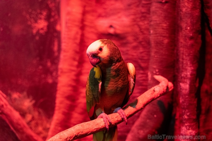 Latgales zoodārzā Daugavpilī atrodas neliela tropu oāze, kurā mīt dažādi eksotiskie un vietējie dzīvnieki Latgales zoodārzā Daugavpilī atrodas neliela tropu oāze, kurā mīt dažādi eksotiskie un vietējie dzīvnieki 273718