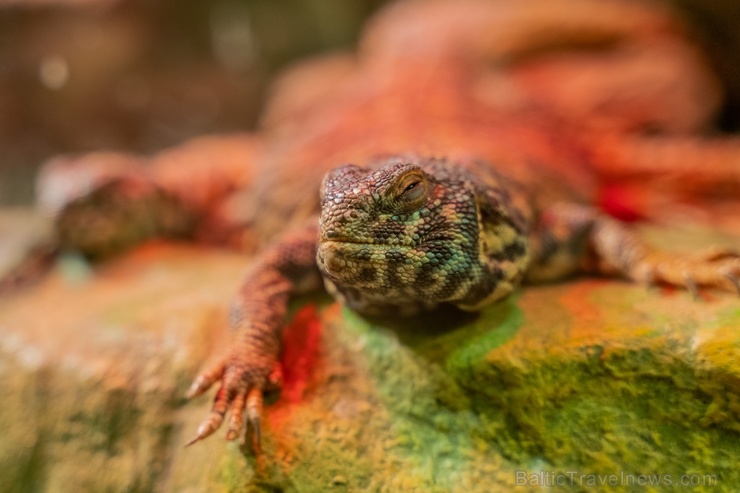 Latgales zoodārzā Daugavpilī atrodas neliela tropu oāze, kurā mīt dažādi eksotiskie un vietējie dzīvnieki Latgales zoodārzā Daugavpilī atrodas neliela tropu oāze, kurā mīt dažādi eksotiskie un vietējie dzīvnieki 273721