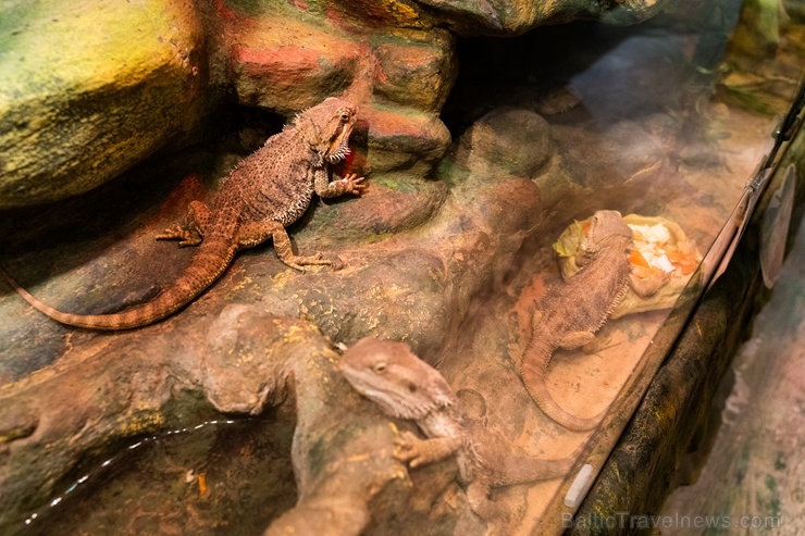 Latgales zoodārzā Daugavpilī atrodas neliela tropu oāze, kurā mīt dažādi eksotiskie un vietējie dzīvnieki Latgales zoodārzā Daugavpilī atrodas neliela tropu oāze, kurā mīt dažādi eksotiskie un vietējie dzīvnieki 273727