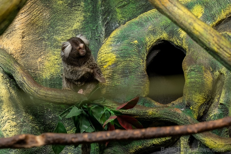 Latgales zoodārzā Daugavpilī atrodas neliela tropu oāze, kurā mīt dažādi eksotiskie un vietējie dzīvnieki Latgales zoodārzā Daugavpilī atrodas neliela tropu oāze, kurā mīt dažādi eksotiskie un vietējie dzīvnieki 273733