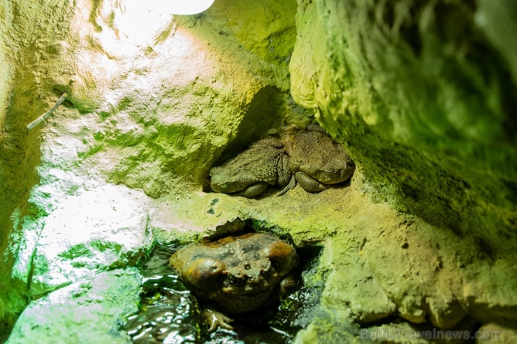 Latgales zoodārzā Daugavpilī atrodas neliela tropu oāze, kurā mīt dažādi eksotiskie un vietējie dzīvnieki Latgales zoodārzā Daugavpilī atrodas neliela tropu oāze, kurā mīt dažādi eksotiskie un vietējie dzīvnieki 273738