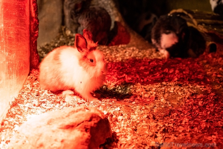 Latgales zoodārzā Daugavpilī atrodas neliela tropu oāze, kurā mīt dažādi eksotiskie un vietējie dzīvnieki Latgales zoodārzā Daugavpilī atrodas neliela tropu oāze, kurā mīt dažādi eksotiskie un vietējie dzīvnieki 273741