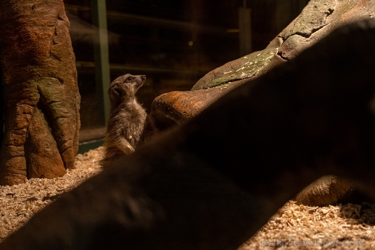 Latgales zoodārzā Daugavpilī atrodas neliela tropu oāze, kurā mīt dažādi eksotiskie un vietējie dzīvnieki Latgales zoodārzā Daugavpilī atrodas neliela tropu oāze, kurā mīt dažādi eksotiskie un vietējie dzīvnieki 273743