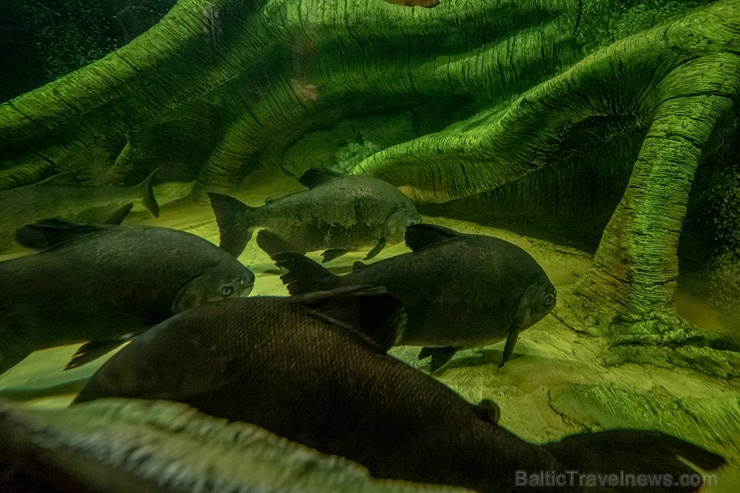 Latgales zoodārzā Daugavpilī atrodas neliela tropu oāze, kurā mīt dažādi eksotiskie un vietējie dzīvnieki Latgales zoodārzā Daugavpilī atrodas neliela tropu oāze, kurā mīt dažādi eksotiskie un vietējie dzīvnieki 273746