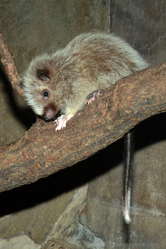 Neparastās Filipīnu mākoņžurkas, kas dabā sastopamas tikai Dienvidaustrumāzijā, Filipīnu lielākajā Lusonas salā, izvēlētas par Rīgas zooloģiskā dārza Neparastās Filipīnu mākoņžurkas, kas dabā sastopamas tikai Dienvidaustrumāzijā, Filipīnu lielākajā Lusonas salā, izvēlētas par Rīgas zooloģiskā dārza 275673