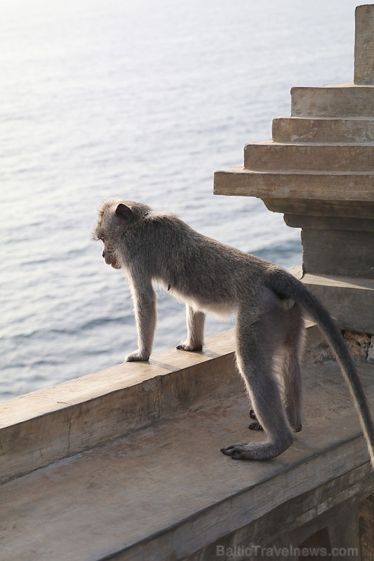 Travelnews.lv iepazīst «Pura Luhur Uluwatu» templi Bali salā. Atbalsta: «Turkish Airlines» un «365 Brīvdienas» Travelnews.lv iepazīst «Pura Luhur Uluwatu» templi Bali salā. Atbalsta: «Turkish Airlines» un «365 Brīvdienas» 276796